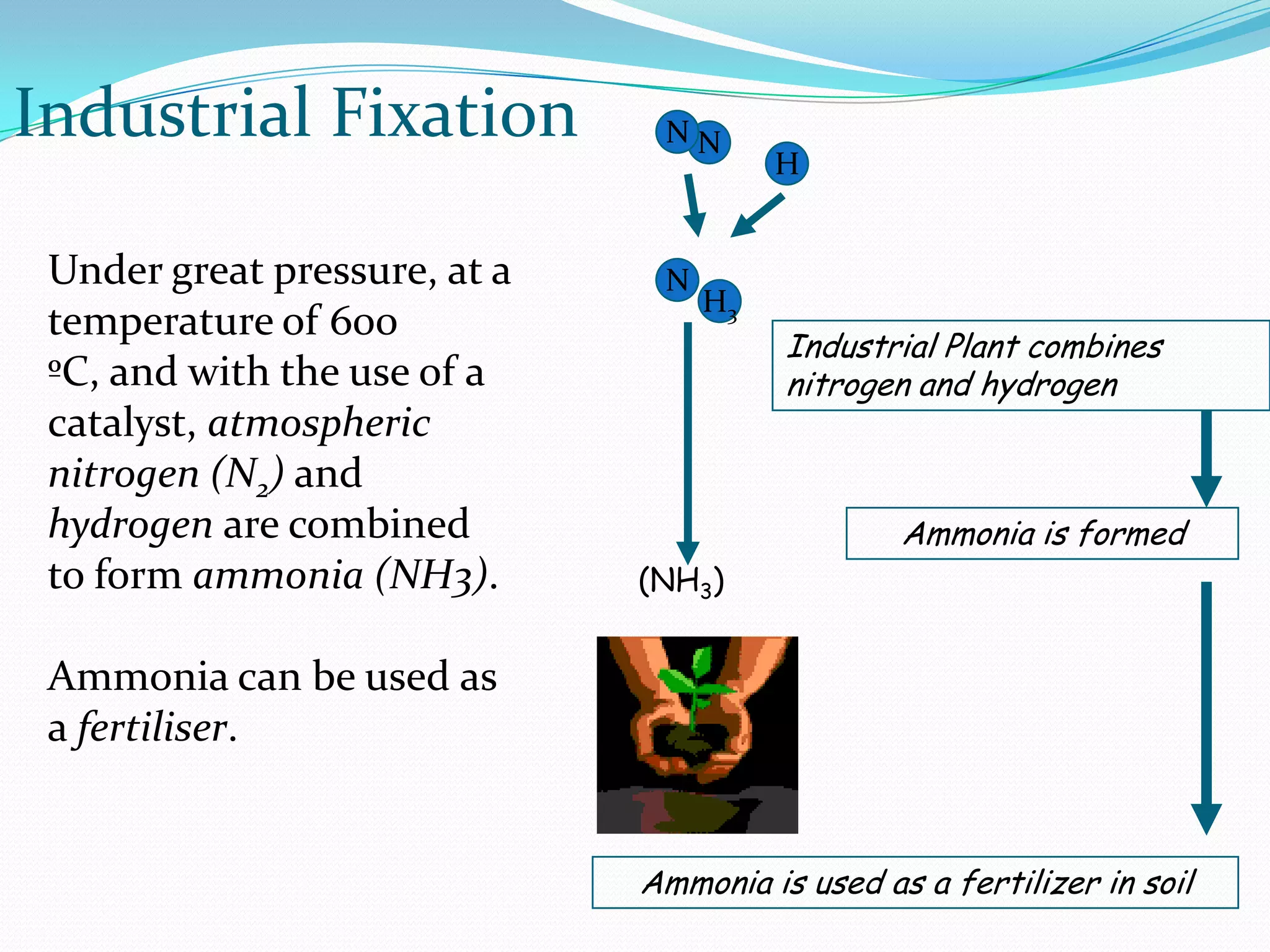 Industrial Fixation            NN
                                        H


 Under great pressure, at a    N
                                   H3
 temperature of 600
                                        Industrial Plant combines
 ºC, and with the use of a              nitrogen and hydrogen
 catalyst, atmospheric
 nitrogen (N2) and
 hydrogen are combined                          Ammonia is formed
 to form ammonia (NH3).       (NH3)


 Ammonia can be used as
 a fertiliser.


                              Ammonia is used as a fertilizer in soil
 