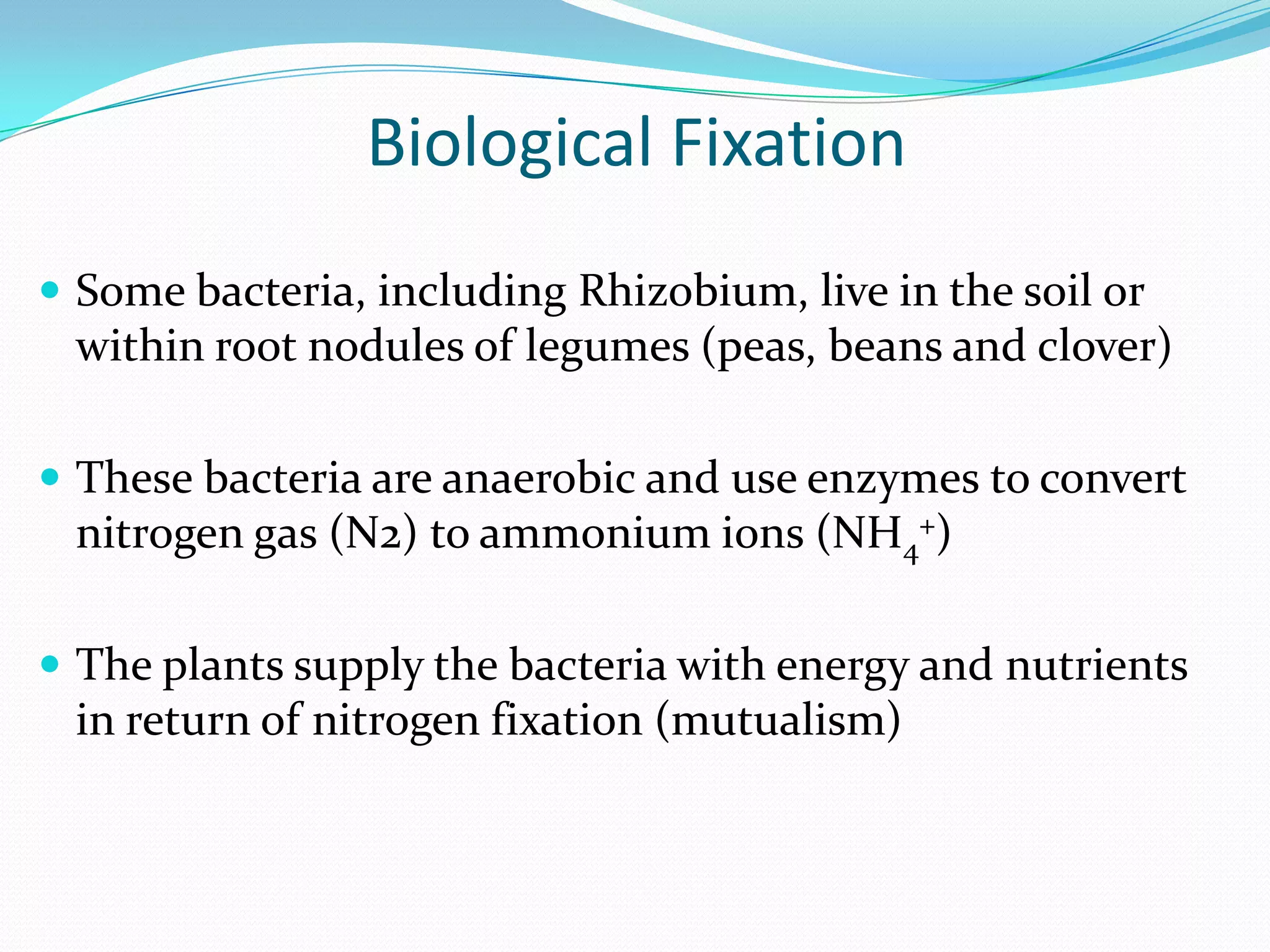 Biological Fixation
 Some bacteria, including Rhizobium, live in the soil or
 within root nodules of legumes (peas, beans and clover)

 These bacteria are anaerobic and use enzymes to convert
 nitrogen gas (N2) to ammonium ions (NH4+)

 The plants supply the bacteria with energy and nutrients
 in return of nitrogen fixation (mutualism)
 
