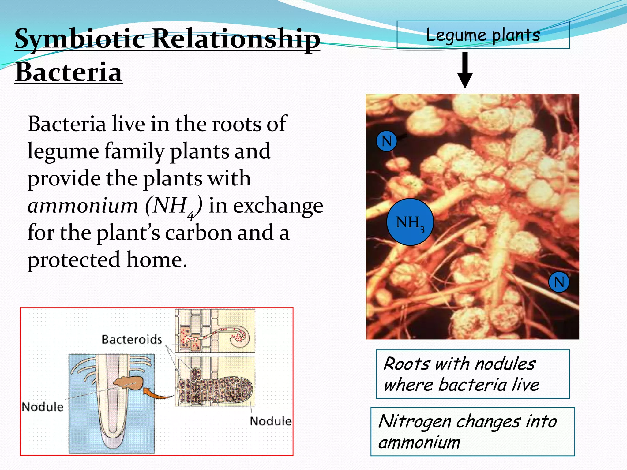 Symbiotic Relationship                    Legume plants

Bacteria
Bacteria live in the roots of
                                N
legume family plants and
provide the plants with
ammonium (NH4) in exchange
                                    NH3
for the plant’s carbon and a
protected home.
                                                          N




                                Roots with nodules
                                where bacteria live
                                Nitrogen changes into
                                ammonium
 