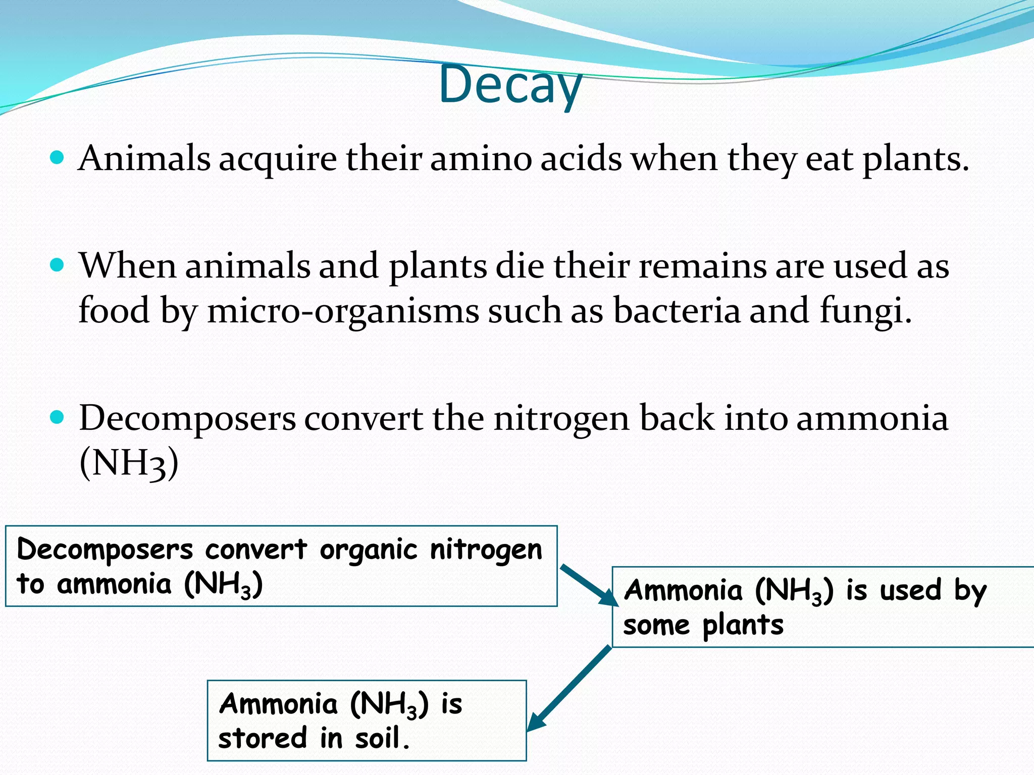 Decay
   Animals acquire their amino acids when they eat plants.


   When animals and plants die their remains are used as
    food by micro-organisms such as bacteria and fungi.

   Decomposers convert the nitrogen back into ammonia
    (NH3)

Decomposers convert organic nitrogen
to ammonia (NH3)                       Ammonia (NH3) is used by
                                       some plants

             Ammonia (NH3) is
             stored in soil.
 