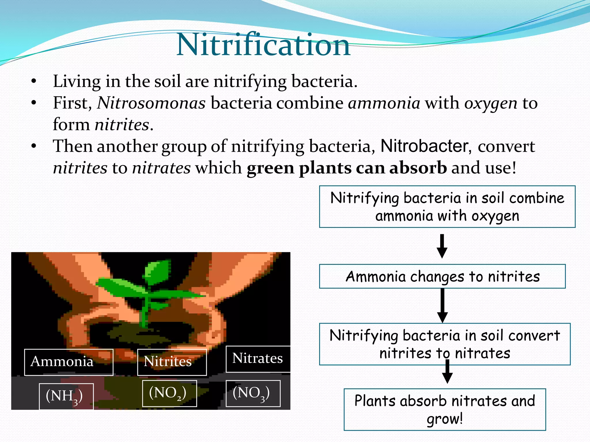 Nitrification
• Living in the soil are nitrifying bacteria.
• First, Nitrosomonas bacteria combine ammonia with oxygen to
  form nitrites.
• Then another group of nitrifying bacteria, Nitrobacter, convert
  nitrites to nitrates which green plants can absorb and use!
                                      Nitrifying bacteria in soil combine
                                            ammonia with oxygen



                                        Ammonia changes to nitrites



                                      Nitrifying bacteria in soil convert
                         Nitrates            nitrites to nitrates
Ammonia       Nitrites

 (NH3)         (NO2)     (NO3)
                                         Plants absorb nitrates and
                                                   grow!
 