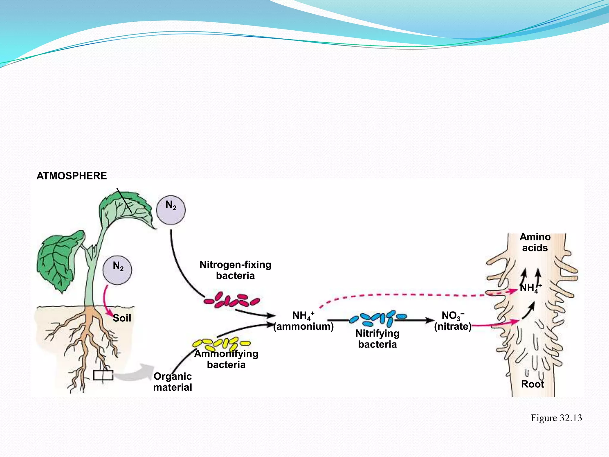 ATMOSPHERE

                      N2


                                                                                       Amino
                                                                                       acids
             N2                Nitrogen-fixing
                                   bacteria
                                                                                       NH4+


             Soil                                   NH4+                     NO3–
                                                 (ammonium)                (nitrate)
                                                              Nitrifying
                                                              bacteria
                               Ammonifying
                                 bacteria
                    Organic
                    material                                                           Root


                                                                                        Figure 32.13
 