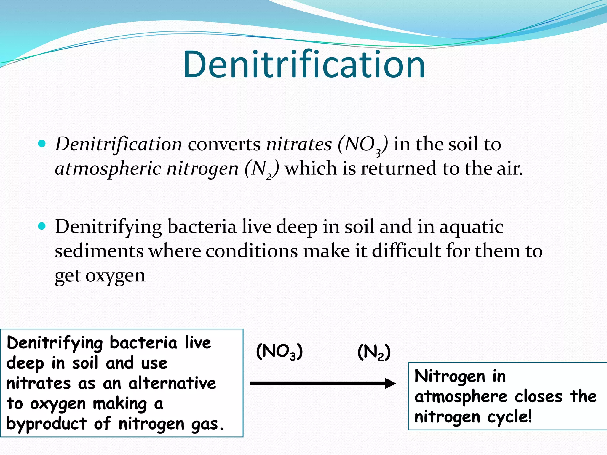 Denitrification
    Denitrification converts nitrates (NO3) in the soil to
     atmospheric nitrogen (N2) which is returned to the air.

    Denitrifying bacteria live deep in soil and in aquatic
     sediments where conditions make it difficult for them to
     get oxygen


Denitrifying bacteria live   (NO3)       (N2)
deep in soil and use
nitrates as an alternative                      Nitrogen in
to oxygen making a                              atmosphere closes the
byproduct of nitrogen gas.                      nitrogen cycle!
 
