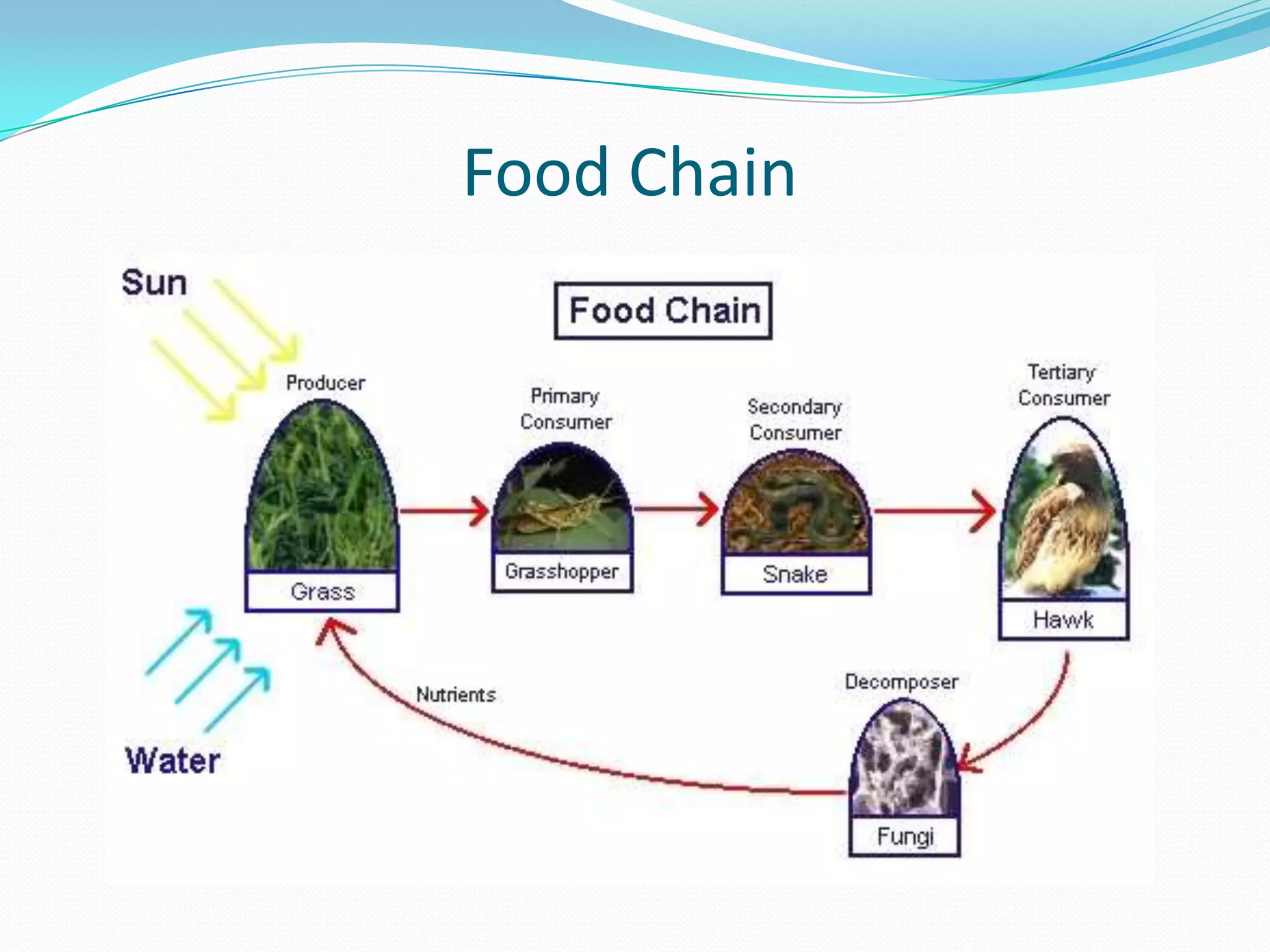 Food Chain
 