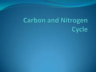 Carbon and nitrogen cycle