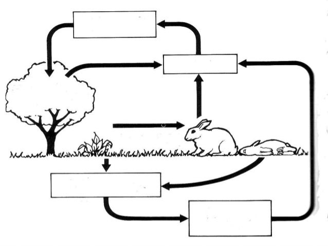 Simple Nitrogen Cycle Flow Chart