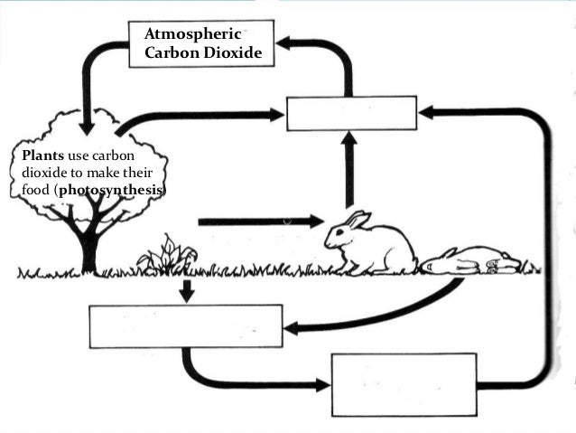 Printables Carbon Cycle Worksheets carbon cycle worksheet laveyla com oxygen davezan