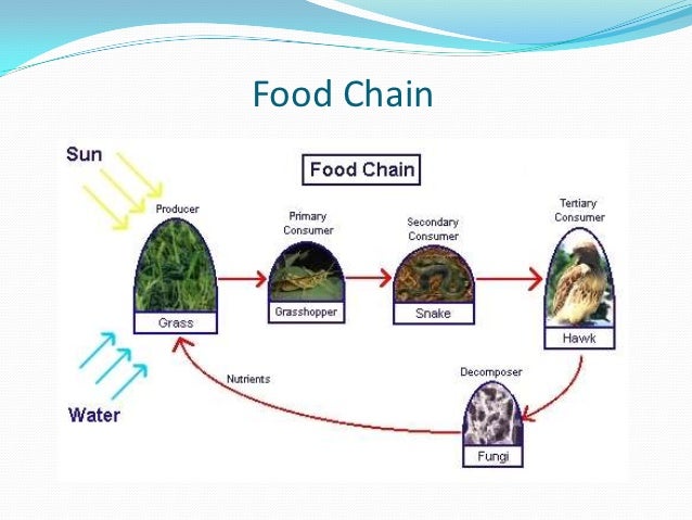 essay on food chain and food web In nature, food chain relationships are very complex they never operate as isolated sequences, as one organism may form the food source of many organisms and so on. essay on food chain and food web In nature, food chain relationships are very complex they never operate as isolated sequences, as one organism may form the food source of many organisms and so on.