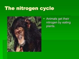 Carbon and nitrogen cycles.ppt