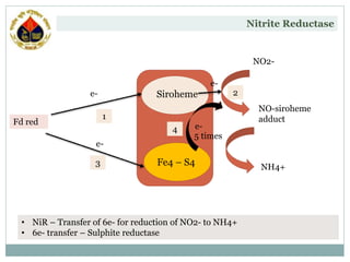 No2 Reduction Carbon and Nitrogen Metabolism-Lecture-1 (2).pptx