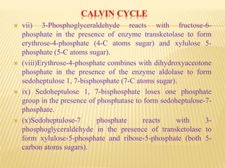 CALVIN CYCLE
 vii) 3-Phosphoglyceraldehyde reacts with fructose-6-
phosphate in the presence of enzyme transketolase to form
erythrose-4-phosphate (4-C atoms sugar) and xylulose 5-
phosphate (5-C atoms sugar).
 (viii)Erythrose-4-phosphate combines with dihydroxyaceotone
phosphate in the presence of the enzyme aldolase to form
sedoheptulose 1, 7-bisphosphate (7-C atoms sugar).
 ix) Sedoheptulose 1, 7-bisphosphate loses one phosphate
group in the presence of phosphatase to form sedoheptulose-7-
phosphate.
 (x)Sedoheptulose-7 phosphate reacts with 3-
phosphoglyceraldehyde in the presence of transketolase to
form xylulose-5-phosphate and ribose-5-phosphate (both 5-
carbon atoms sugars).
 