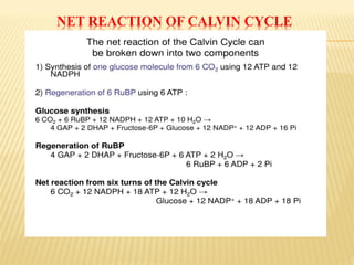 NET REACTION OF CALVIN CYCLE
 
