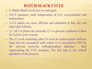 HATCH-SLACK CYCLE
 9. Hatch-Slack Cycle has no such gain.
 10.C4 quantum yield independent of Co2 concentration and
temperature.
 11.C4 plants are most efficient and abundant in hot, dry and
high light habitats,
 12. All C4 plants are basically C3 as glucose synthesis is done
by Calvin cycle avenue.
 The C3 acid remaining after C4 acid de-carboxylation diffuses
back into the mesophyll cells where it is converted to PEP by
the enzyme pyruvate orthophosphate dikinase , thus
regenerating the CO2 acceptor. The last step is the critical
operation of the process.
 