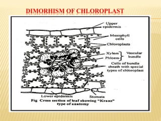 DIMORHISM OF CHLOROPLAST
 