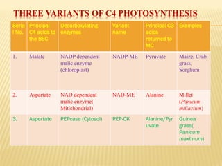THREE VARIANTS OF C4 PHOTOSYNTHESIS
Seria
l No.
Principal
C4 acids to
the BSC
Decarboxylating
enzymes
Variant
name
Principal C3
acids
returned to
MC
Examples
1. Malate NADP dependent
malic enzyme
(chloroplast)
NADP-ME Pyruvate Maize, Crab
grass,
Sorghum
2. Aspartate NAD dependent
malic enzyme(
Mitichondrial)
NAD-ME Alanine Millet
(Panicum
miliacium)
3. Aspertate PEPcase (Cytosol) PEP-CK Alanine/Pyr
uvate
Guinea
grass(
Panicum
maximum)
 