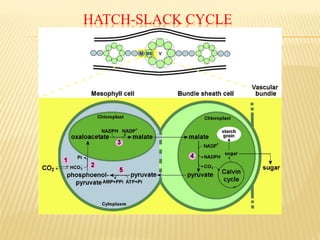 HATCH-SLACK CYCLE
 