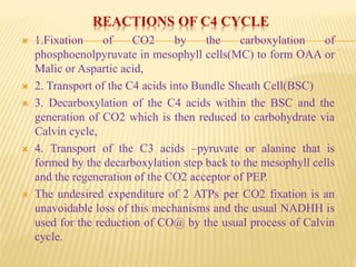 REACTIONS OF C4 CYCLE
 1.Fixation of CO2 by the carboxylation of
phosphoenolpyruvate in mesophyll cells(MC) to form OAA or
Malic or Aspartic acid,
 2. Transport of the C4 acids into Bundle Sheath Cell(BSC)
 3. Decarboxylation of the C4 acids within the BSC and the
generation of CO2 which is then reduced to carbohydrate via
Calvin cycle,
 4. Transport of the C3 acids –pyruvate or alanine that is
formed by the decarboxylation step back to the mesophyll cells
and the regeneration of the CO2 acceptor of PEP.
 The undesired expenditure of 2 ATPs per CO2 fixation is an
unavoidable loss of this mechanisms and the usual NADHH is
used for the reduction of CO@ by the usual process of Calvin
cycle.
 