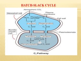 HATCH-SLACK CYCLE
 