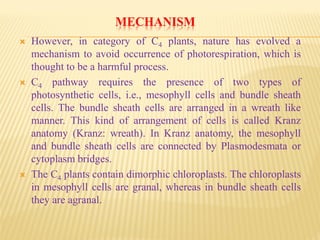MECHANISM
 However, in category of C4 plants, nature has evolved a
mechanism to avoid occurrence of photorespiration, which is
thought to be a harmful process.
 C4 pathway requires the presence of two types of
photosynthetic cells, i.e., mesophyll cells and bundle sheath
cells. The bundle sheath cells are arranged in a wreath like
manner. This kind of arrangement of cells is called Kranz
anatomy (Kranz: wreath). In Kranz anatomy, the mesophyll
and bundle sheath cells are connected by Plasmodesmata or
cytoplasm bridges.
 The C4 plants contain dimorphic chloroplasts. The chloroplasts
in mesophyll cells are granal, whereas in bundle sheath cells
they are agranal.
 