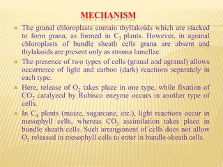 MECHANISM
 The granal chloroplasts contain thyllakoids which are stacked
to form grana, as formed in C3 plants. However, in agranal
chloroplasts of bundle sheath cells grana are absent and
thylakoids are present only as stroma lamellae.
 The presence of two types of cells (granal and agranal) allows
occurrence of light and carbon (dark) reactions separately in
each type.
 Here, release of O2 takes place in one type, while fixation of
CO2 catalyzed by Rubisco enzyme occurs in another type of
cells.
 In C4 plants (maize, sugarcane, etc.), light reactions occur in
mesophyll cells, whereas CO2 assimilation takes place in
bundle sheath cells. Such arrangement of cells does not allow
O2 released in mesophyll cells to enter in bundle-sheath cells.
 