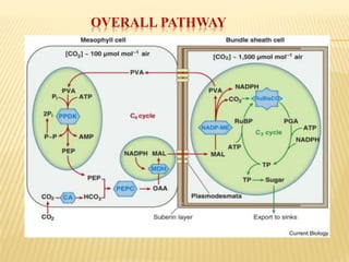 OVERALL PATHWAY
 