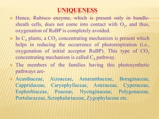UNIQUENESS
 Hence, Rubisco enzyme, which is present only in bundle-
sheath cells, does not come into contact with O2, and thus,
oxygenation of RuBP is completely avoided.
 In C4 plants, a CO2 concentrating mechanism is present which
helps in reducing the occurrence of photorespiration (i.e.,
oxygenation of initial acceptor RuBP). This type of CO2
concentrating mechanism is called C4 pathway.
 The members of the families having this photosynthetic
pathways are-
 Acanthaceae, Aizoaceae, Amaranthaceae, Boraginaceae,
Cappridaceae, Caryophyllaceae, Asteraceae, Cyperaceae,
Euphorbiaceae, Poaceae, Nyctaginaceae, Polygonaceae,
Portulacaceae, Scrophulariaceae, Zygophylaceae etc.
 