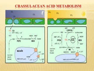 CRASSULACEAN ACID METABOLISM
 