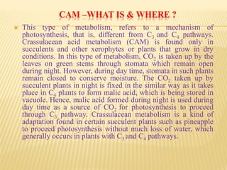 CAM –WHAT IS & WHERE ?
 This type of metabolism, refers to a mechanism of
photosynthesis, that is, different from C3 and C4 pathways.
Crassulacean acid metabolism (CAM) is found only in
succulents and other xerophytes or plants that grow in dry
conditions. In this type of metabolism, CO2 is taken up by the
leaves on green stems through stomata which remain open
during night. However, during day time, stomata in such plants
remain closed to conserve moisture. The CO2 taken up by
succulent plants in night is fixed in the similar way as it takes
place in C4 plants to form malic acid, which is being stored in
vacuole. Hence, malic acid formed during night is used during
day time as a source of CO2 for photosynthesis to proceed
through C3 pathway. Crassulacean metabolism is a kind of
adaptation found in certain succulent plants such as pineapple
to proceed photosynthesis without much loss of water, which
generally occurs in plants with C3 and C4 pathways.
 