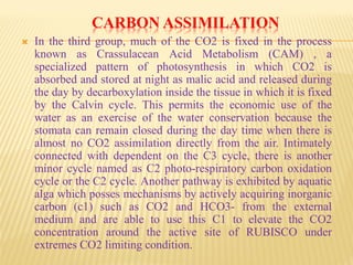 CARBON ASSIMILATION
 In the third group, much of the CO2 is fixed in the process
known as Crassulacean Acid Metabolism (CAM) , a
specialized pattern of photosynthesis in which CO2 is
absorbed and stored at night as malic acid and released during
the day by decarboxylation inside the tissue in which it is fixed
by the Calvin cycle. This permits the economic use of the
water as an exercise of the water conservation because the
stomata can remain closed during the day time when there is
almost no CO2 assimilation directly from the air. Intimately
connected with dependent on the C3 cycle, there is another
minor cycle named as C2 photo-respiratory carbon oxidation
cycle or the C2 cycle. Another pathway is exhibited by aquatic
alga which posses mechanisms by actively acquiring inorganic
carbon (c1) such as CO2 and HCO3- from the external
medium and are able to use this C1 to elevate the CO2
concentration around the active site of RUBISCO under
extremes CO2 limiting condition.
 