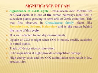 SIGNIFICANCE OF CAM
 Significance of CAM Cycle. Crassulacean Acid Metabolism
or CAM cycle. It is one of the carbon pathways identified in
succulent plants growing in semi-arid or Xeric condition. This
was first observed in Crassulaceae family plants like
Bryophyllum, Sedum, Kalanchoe and is the reason behind
the name of this cycle.
 It is well adapted to hot, dry environments,
 Uptake of CO2 at night when CO2 is mostly readily available
in vernal plants,
 Trade off desiccation or starvation,
 CO2 acquisition at night provides competitive damage,
 High energy costs and low CO2 assimilation rates result in low
productivity.
 