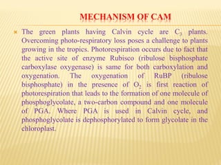 MECHANISM OF CAM
 The green plants having Calvin cycle are C3 plants.
Overcoming photo-respiratory loss poses a challenge to plants
growing in the tropics. Photorespiration occurs due to fact that
the active site of enzyme Rubisco (ribulose bisphosphate
carboxylase oxygenase) is same for both carboxylation and
oxygenation. The oxygenation of RuBP (ribulose
bisphosphate) in the presence of O2 is first reaction of
photorespiration that leads to the formation of one molecule of
phosphoglycolate, a two-carbon compound and one molecule
of PGA. Where PGA is used in Calvin cycle, and
phosphoglycolate is dephosphorylated to form glycolate in the
chloroplast.
 