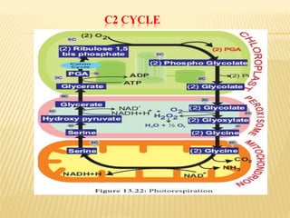 C2 CYCLE
 