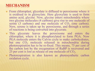 MECHANISM
 From chloroplast, glycolate is diffused to peroxisome where it
is oxidised to in glyoxylate. Here glyoxylate is used to form
amino acid, glycine. Now, glycine enters mitochondria where
two glycine molecules (4 carbons) give rise to one molecule of
serine (3 carbons) and one molecule of CO2 (one carbon).
Now, serene is taken up by peroxisome, and through a series
of reactions is being converted into glycerate.
 This glycerate leaves the peroxisome and enters the
chloroplast, where it is phosphorylated to form PGA. Now
PGA molecule enters the Calvin cycle to make carbohydrates,
but one CO2 molecule released in mitochondria during
photorespiration has to be re-fixed. This means, 75 per cent of
the carbon lost by the oxygenation of RuBP is recovered and
25 per cent is lost as release of one molecule of CO2.
 Photorespiration is also known as photosynthetic carbon
oxidation cycle.
 