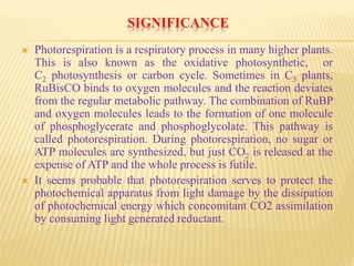 SIGNIFICANCE
 Photorespiration is a respiratory process in many higher plants.
This is also known as the oxidative photosynthetic, or
C2 photosynthesis or carbon cycle. Sometimes in C3 plants,
RuBisCO binds to oxygen molecules and the reaction deviates
from the regular metabolic pathway. The combination of RuBP
and oxygen molecules leads to the formation of one molecule
of phosphoglycerate and phosphoglycolate. This pathway is
called photorespiration. During photorespiration, no sugar or
ATP molecules are synthesized, but just CO2 is released at the
expense of ATP and the whole process is futile.
 It seems probable that photorespiration serves to protect the
photochemical apparatus from light damage by the dissipation
of photochemical energy which concomitant CO2 assimilation
by consuming light generated reductant.
 