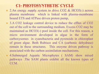 C1- PHOTOSYNTHETIC CYCLE
 2.An energy supply system to drive CO2 & HCO3(-) across
plasma membrane which is linked with plasma-membrane
bound ETS and ATPase driven proton pump,
 3.A CO2 leakage control device to reduce the efflux of CO2
out of the cell to the surrounding medium. Excess CO2 may be
maintained as HCO3(-) pool inside the cell. For this reason, a
micro environment developed in algae in the form of
carboxysomes in cyanobacteria and pyrenoids in chloroplast
of green algae. Both Rubisco and CA (carbonic dehydrase)
remain in these structures. This enzyme driven pathway is
associated with the carbon assimilation mechanisms.
 4.Submerged Aquatic Microphytes ( SAM) show mixed
pathways .The SAM plants exhibit all the known types of
CCM.
 