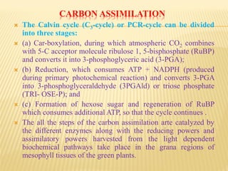 CARBON ASSIMILATION
 The Calvin cycle (C3-cycle) or PCR-cycle can be divided
into three stages:
 (a) Car-boxylation, during which atmospheric CO2 combines
with 5-C acceptor molecule ribulose 1, 5-bisphosphate (RuBP)
and converts it into 3-phosphoglyceric acid (3-PGA);
 (b) Reduction, which consumes ATP + NADPH (produced
during primary photochemical reaction) and converts 3-PGA
into 3-phosphoglyceraldehyde (3PGAld) or triose phosphate
(TRI- OSE-P); and
 (c) Formation of hexose sugar and regeneration of RuBP
which consumes additional ATP, so that the cycle continues .
 The all the steps of the carbon assimilation arte catalyzed by
the different enzymes along with the reducing powers and
assimilatory powers harvested from the light dependent
biochemical pathways take place in the grana regions of
mesophyll tissues of the green plants.
 