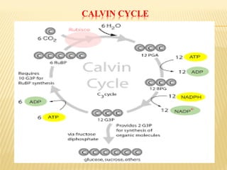 CALVIN CYCLE
 