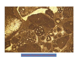 Bioclastic Packstone with intaclasts
 