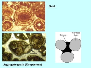 Ooid
Aggregate grain (Grapestone)
 