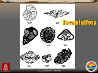 Foraminifera 