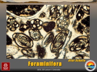 After Scholle Foraminifera 