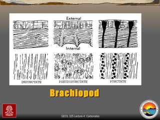 Brachiopod 