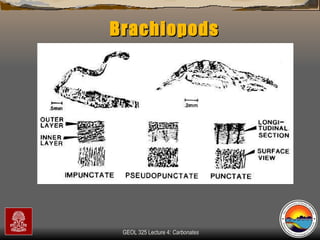 Brachiopods 