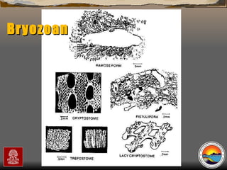 Bryozoan 