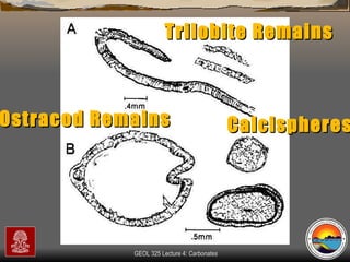 Trilobite Remains Ostracod Remains Calcispheres 