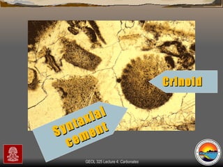 Syntaxial  cement Crinoid 