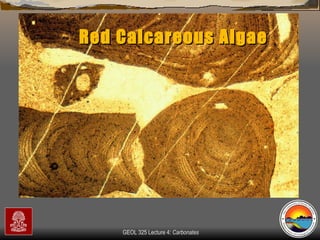 Red Calcareous Algae 