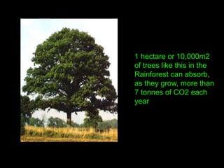 1 hectare or 10,000m2
of trees like this in the
Rainforest can absorb,
as they grow, more than
7 tonnes of CO2 each
year
 