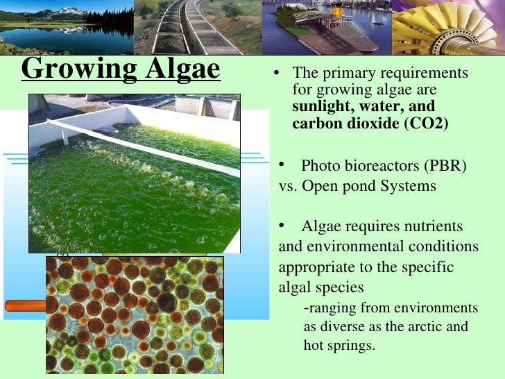Carbon Capture And Grow Cc Sus Conf.