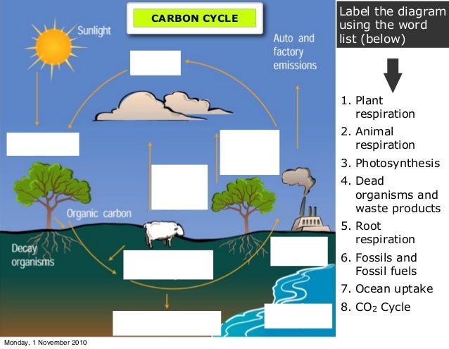 Carbon Cycle Diagram With Labels Images - How To Guide And 